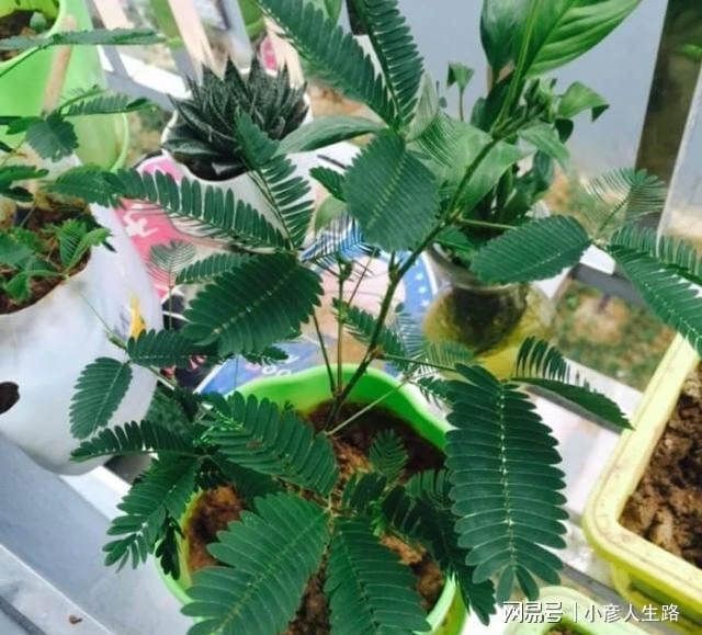 家裡有這些植物就要小心,朋友都想將它們扔掉了