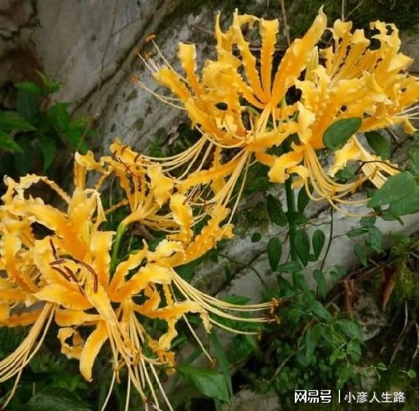 家裡有這些植物就要小心,朋友都想將它們扔掉了