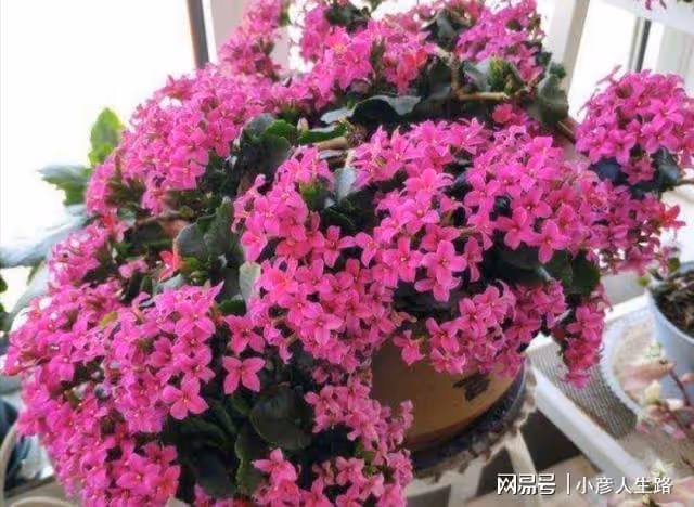 9月養蟹爪蘭、長壽花,常施2種肥,孕蕾更多,開花更艷