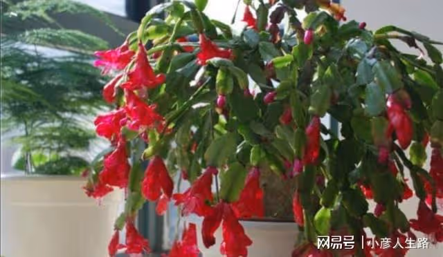 9月養蟹爪蘭、長壽花,常施2種肥,孕蕾更多,開花更艷