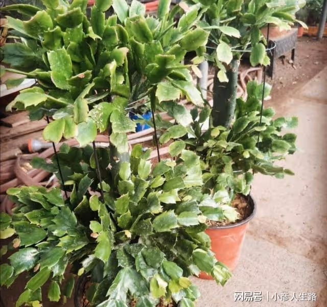 9月養蟹爪蘭、長壽花,常施2種肥,孕蕾更多,開花更艷