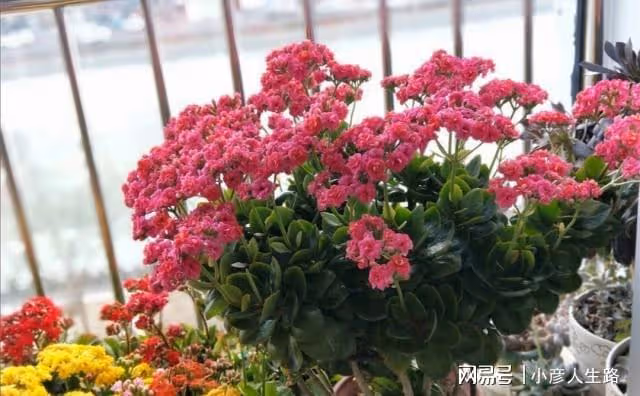 9月養蟹爪蘭、長壽花,常施2種肥,孕蕾更多,開花更艷