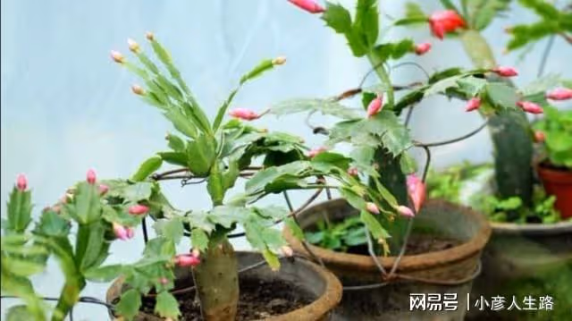 9月養蟹爪蘭、長壽花，常施2種肥，孕蕾更多，開花更艷