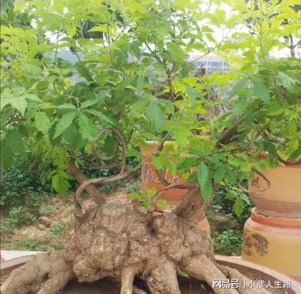 秋季挖黃荊做盆景，做好4個細節，可提高成活率