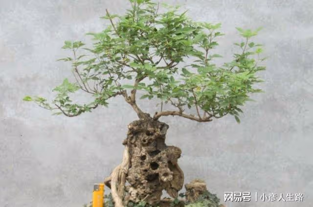 秋季挖黃荊做盆景，做好4個細節，可提高成活率
