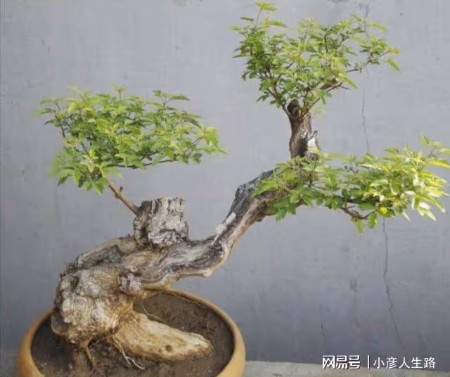 秋季挖黃荊做盆景，做好4個細節，可提高成活率