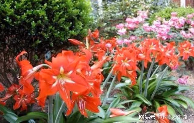 什麼花好養?5種「懶人花」,開花漂亮,皮實好養