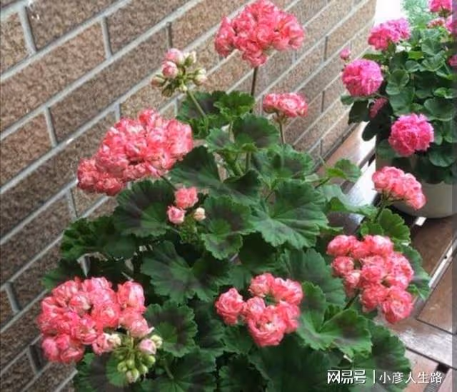 什麼花好養?5種「懶人花」,開花漂亮,皮實好養