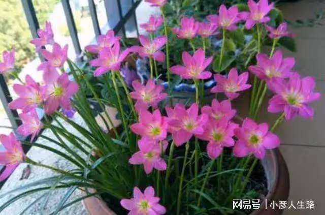 什麼花好養?5種「懶人花」,開花漂亮,皮實好養