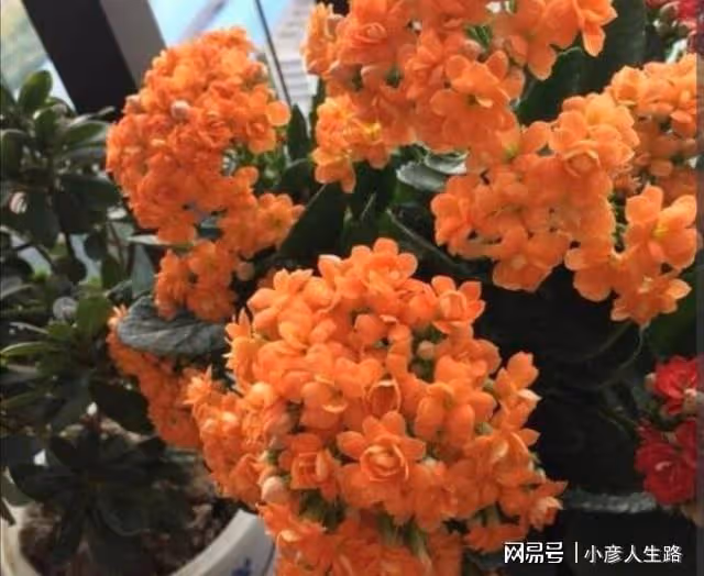 什麼花好養?5種「懶人花」,開花漂亮,皮實好養