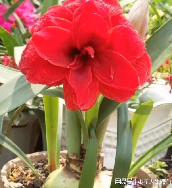 什麼花好養?5種「懶人花」,開花漂亮,皮實好養