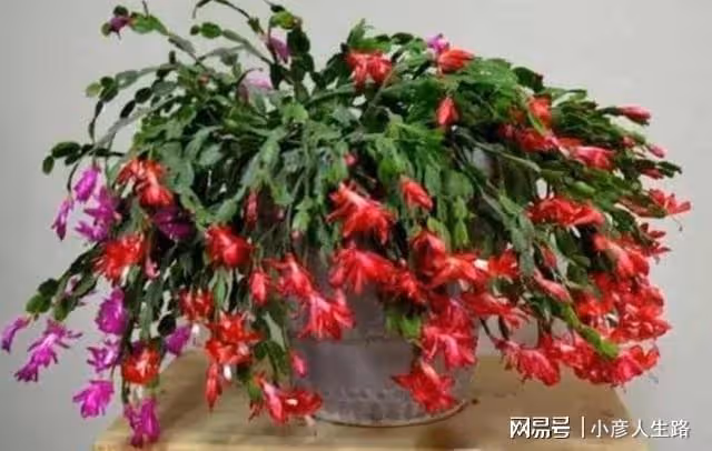 什麼花好養?5種「懶人花」,開花漂亮,皮實好養