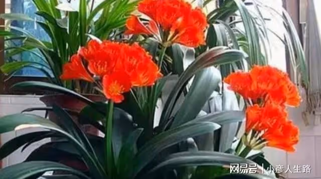 冬季養君子蘭,有「3怕1喜」,做錯了長不旺,難開花