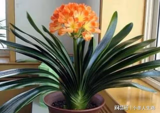 冬季養君子蘭，有「3怕1喜」，做錯了長不旺，難開花