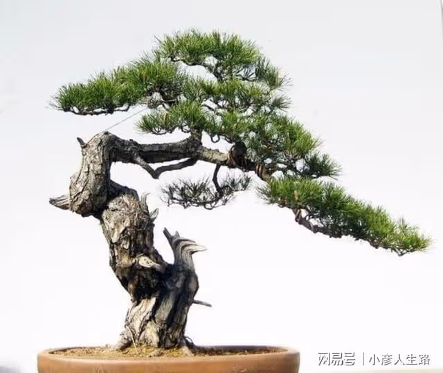 松樹盆景上盆,做好幾個關鍵點,樹樁長勢旺,好造型