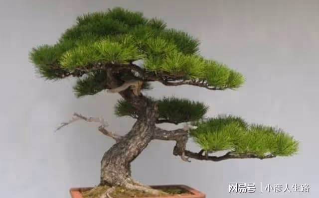 松樹盆景上盆,做好幾個關鍵點,樹樁長勢旺,好造型