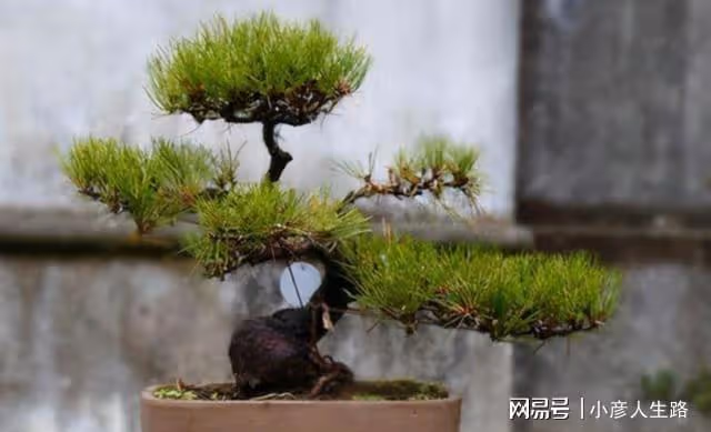 松樹盆景上盆,做好幾個關鍵點,樹樁長勢旺,好造型