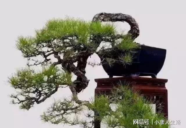 松樹盆景上盆,做好幾個關鍵點,樹樁長勢旺,好造型