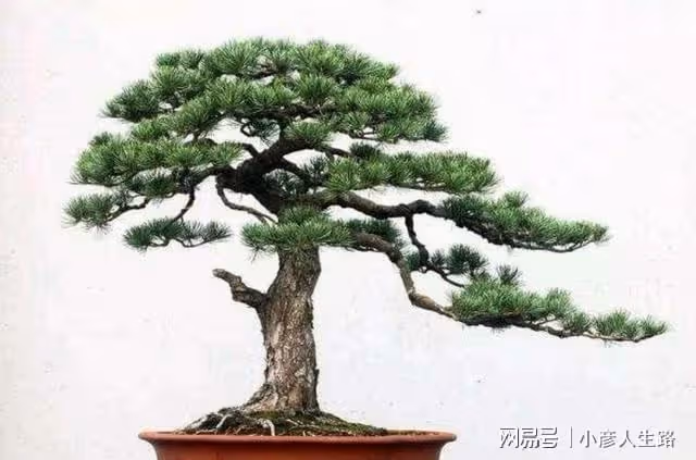 松樹盆景上盆，做好幾個關鍵點，樹樁長勢旺，好造型