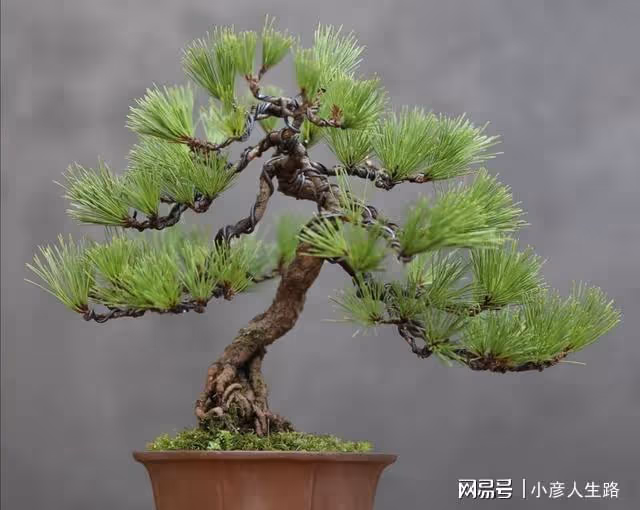 松樹盆景上盆，做好幾個關鍵點，樹樁長勢旺，好造型