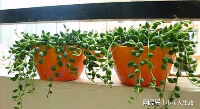 家中養1種吊蘭,猶如串串美麗的珍珠,比花兒還要美