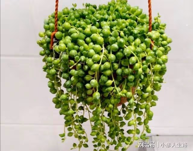 家中養1種吊蘭,猶如串串美麗的珍珠,比花兒還要美