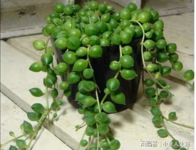 家中養1種吊蘭,猶如串串美麗的珍珠,比花兒還要美