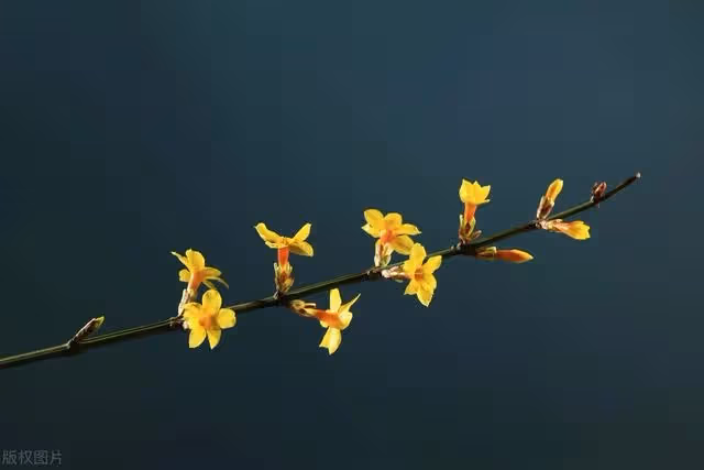 花開忘憂,花開見喜!周深獻唱《好春光》,唱到春花的心坎里
