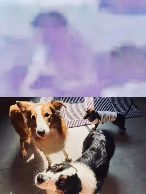 趙露思p圖翻車,卻疑似爆出戀情瓜,還好是烏龍,吳露可逃沒有BE!