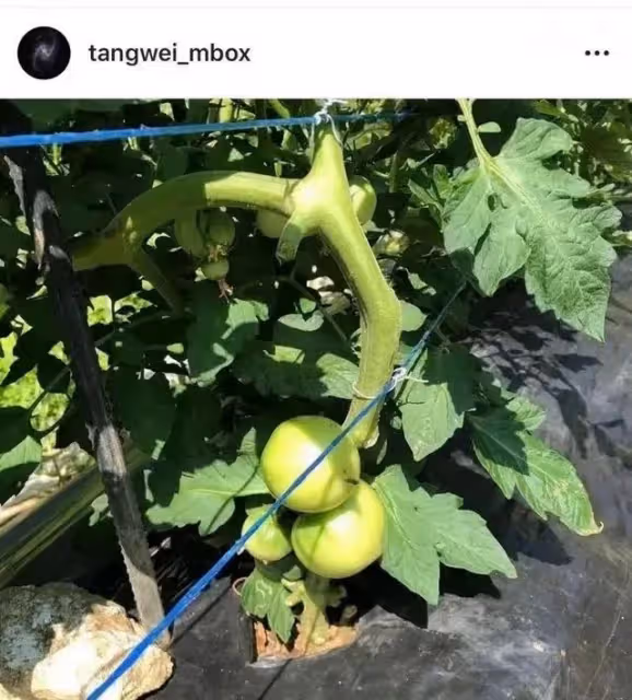 44歲湯唯現狀曝光!放著豪宅不住,去到下鄉種地,卻羨慕哭千萬人