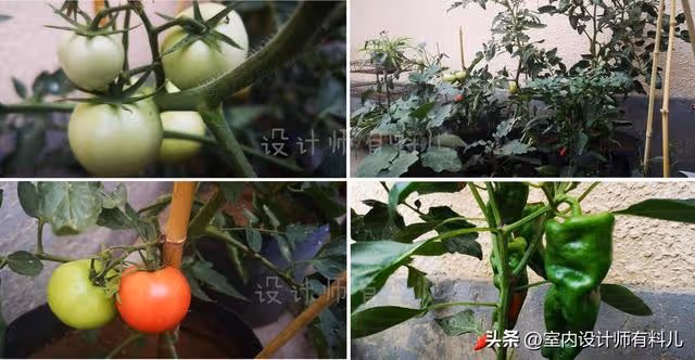《狂飆》爆紅後,張頌文還是買不起房,又回去種菜了
