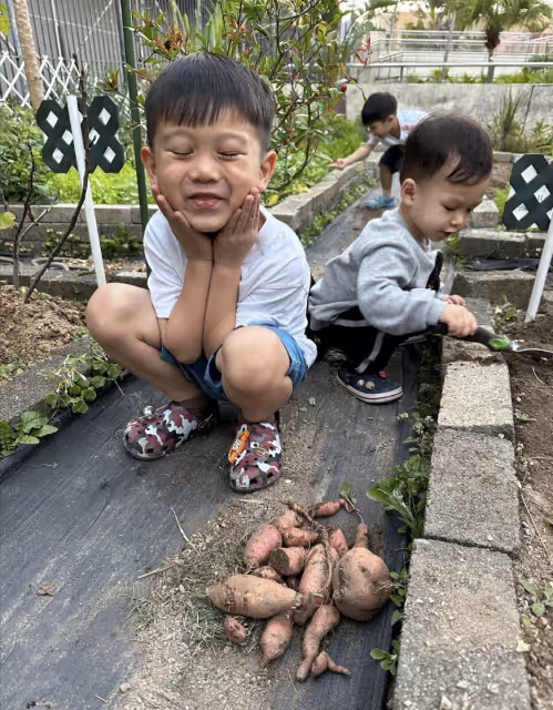 胡杏兒曬兒子挖番薯,5歲長子表情豐富古靈精怪,1歲小兒子顏值高
