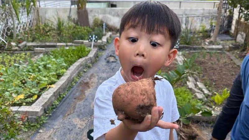 胡杏兒帶兒子挖紅薯，5歲奕霆調皮搞怪表情豐富，被贊有演員潛質