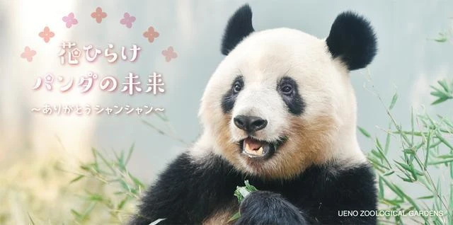 那位曾引得華春瑩「笑場」的小可愛,就要回家了