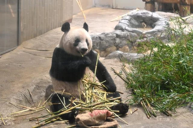 那位曾引得華春瑩「笑場」的小可愛,就要回家了