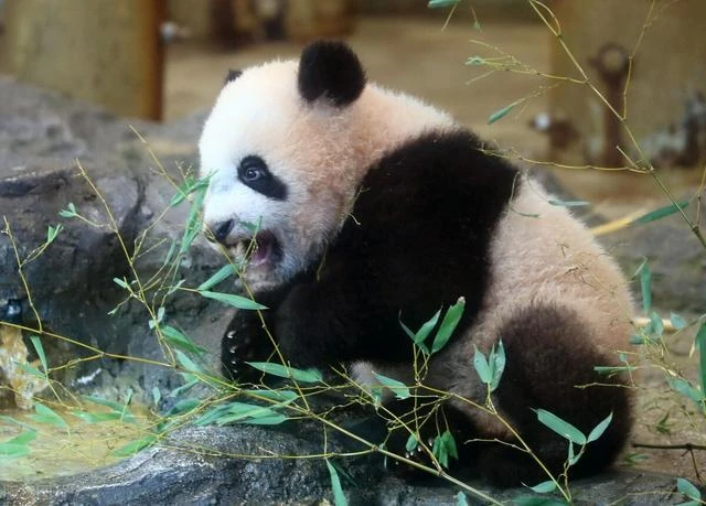 那位曾引得華春瑩「笑場」的小可愛,就要回家了