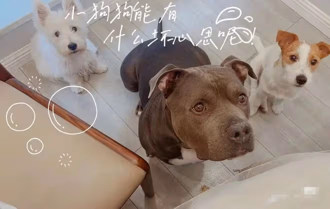 曝當紅女星與三搭導演疑曖昧，兩人同養小狗，後者刪除照片引懷疑