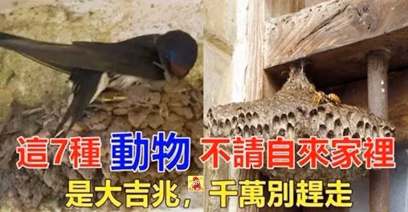 這7種動物，如果不請自來進家門，千萬不要趕走，這是吉兆別把好運拒之門外