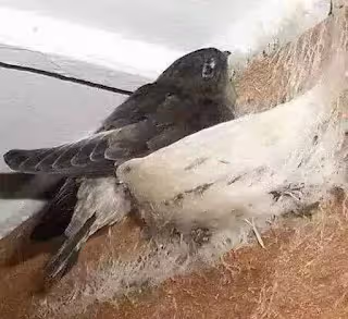 這7種動物,如果不請自來進家門,千萬不要趕走,這是吉兆別把好運拒之門外