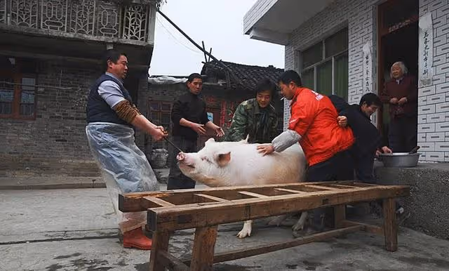 大哥借我五萬,回老家看到他在殺豬,回來後我撕掉了借條