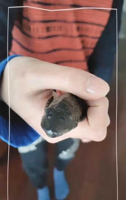 周冰倩曬家庭成員！兒子高鼻樑大眼似媽媽，上海豪宅內如動物園