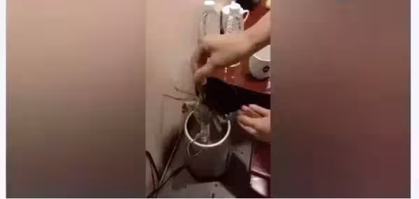 入住酒店時,為什麼要燒壺開水倒進馬桶?資深導遊:照做就對了,早知早好