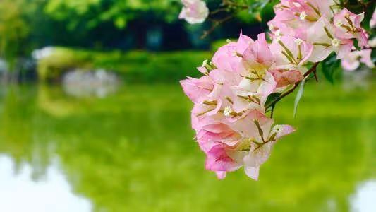 天生富婆命!個生肖女「命里藏金」不靠老公「越老越有錢」晚年富裕安樂