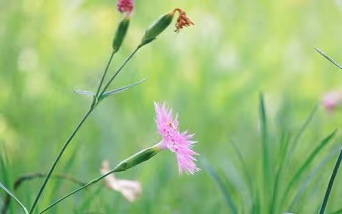 天生富婆命!個生肖女「命里藏金」不靠老公「越老越有錢」晚年富裕安樂