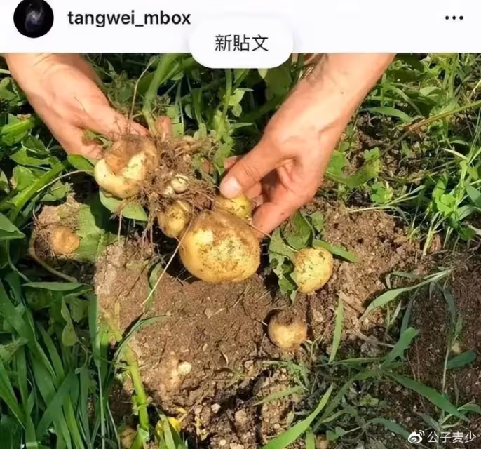 湯唯帶女兒北京吃披薩!如今身家過億,卻寧願去鄉下「當農民種地」?