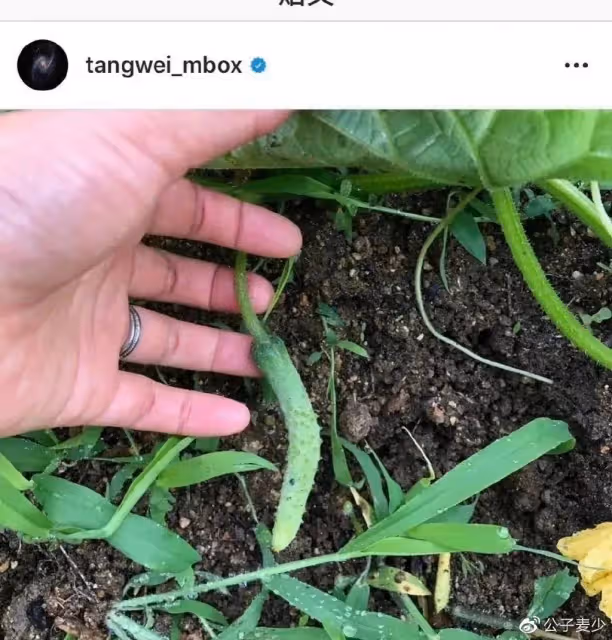 湯唯帶女兒北京吃披薩!如今身家過億,卻寧願去鄉下「當農民種地」?