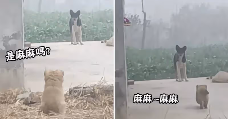 小奶狗被抱養一個月，狗媽媽突然出現四目相對，小狗撒腿飛奔瞬間破防