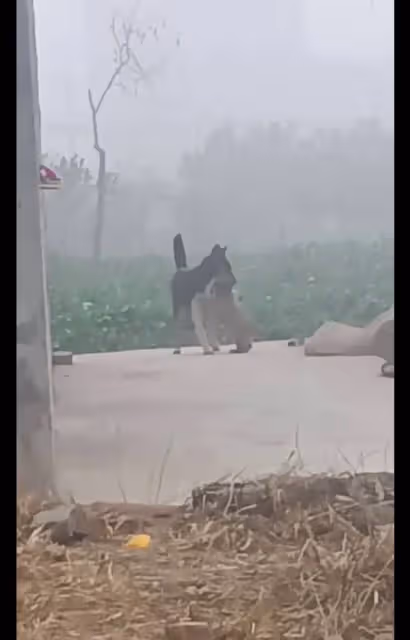 小奶狗被抱養一個月，狗媽媽突然出現四目相對，小狗撒腿飛奔瞬間破防