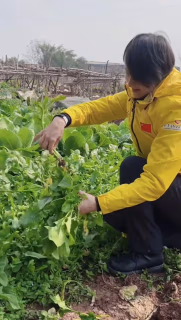 跳水皇后高敏回農村!拿鋤頭種地當街砍甘蔗,素顏凍齡大長腿吸睛