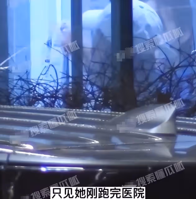 曝黃曦寧產女後首露面,跑完醫院又去接寵物貓,胡歌忙賺奶粉錢